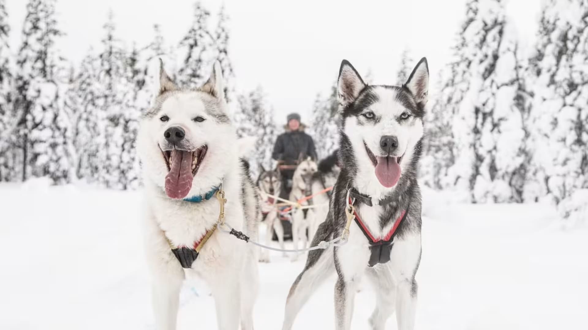 Chiens de traîneau à Rovaniemi