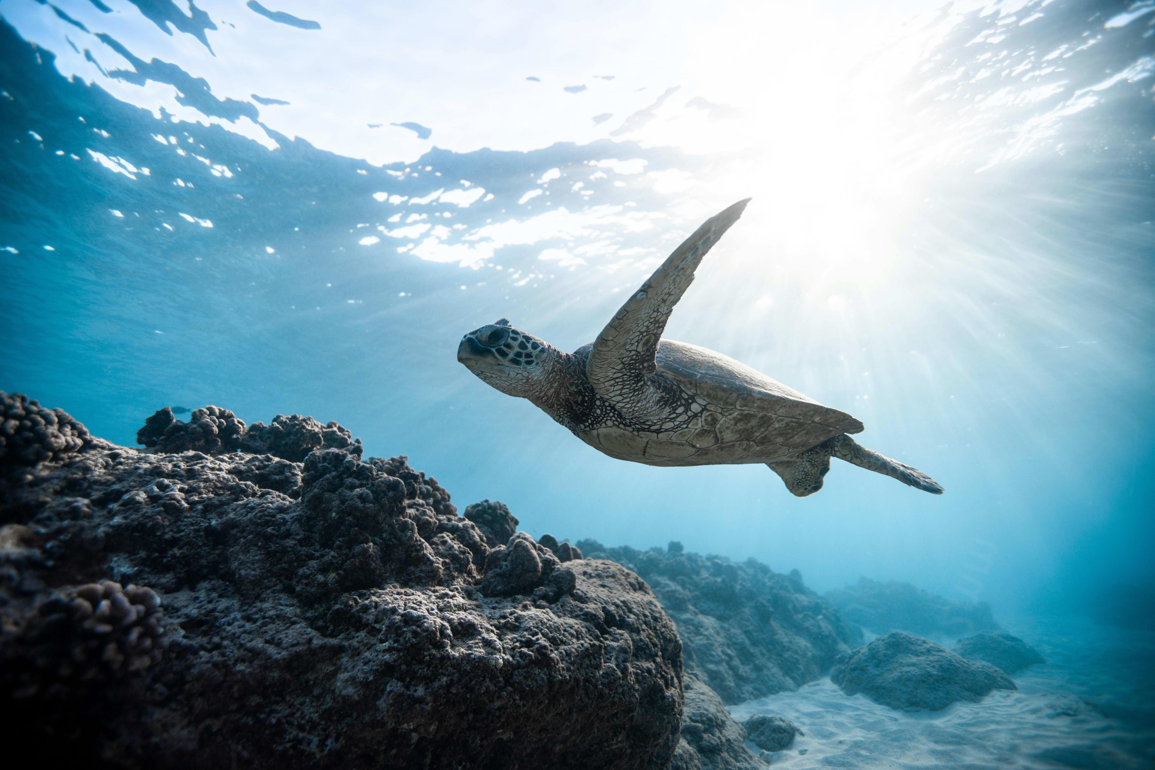 tortuga carey