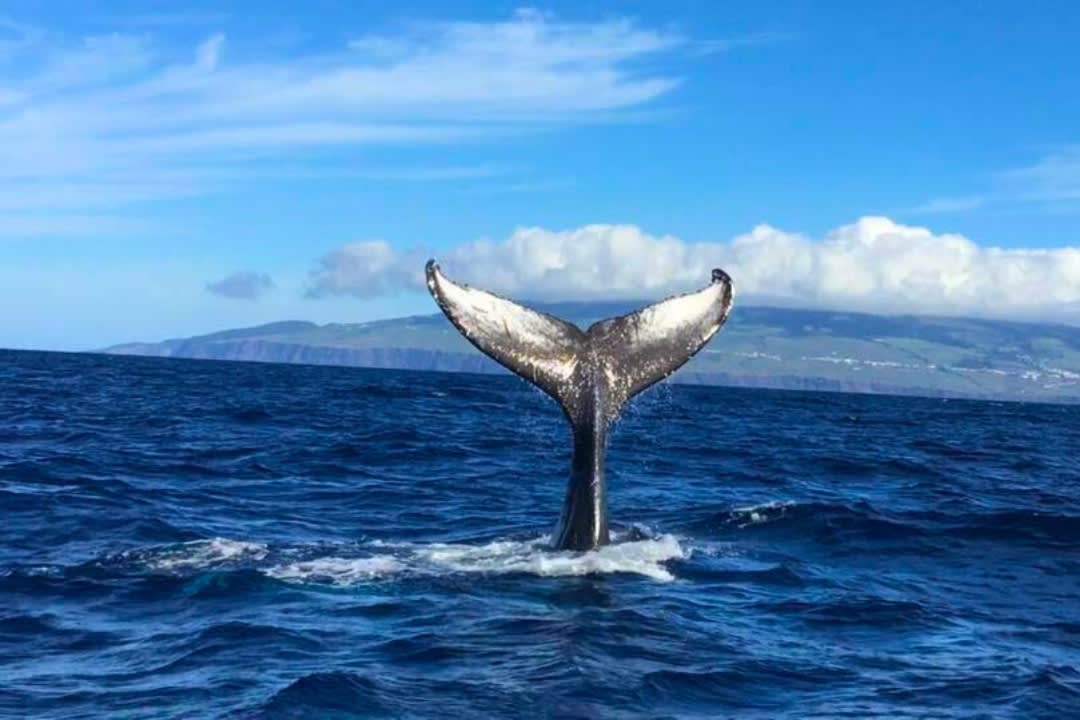 Avistamiento de cetáceos en la isla Terceira