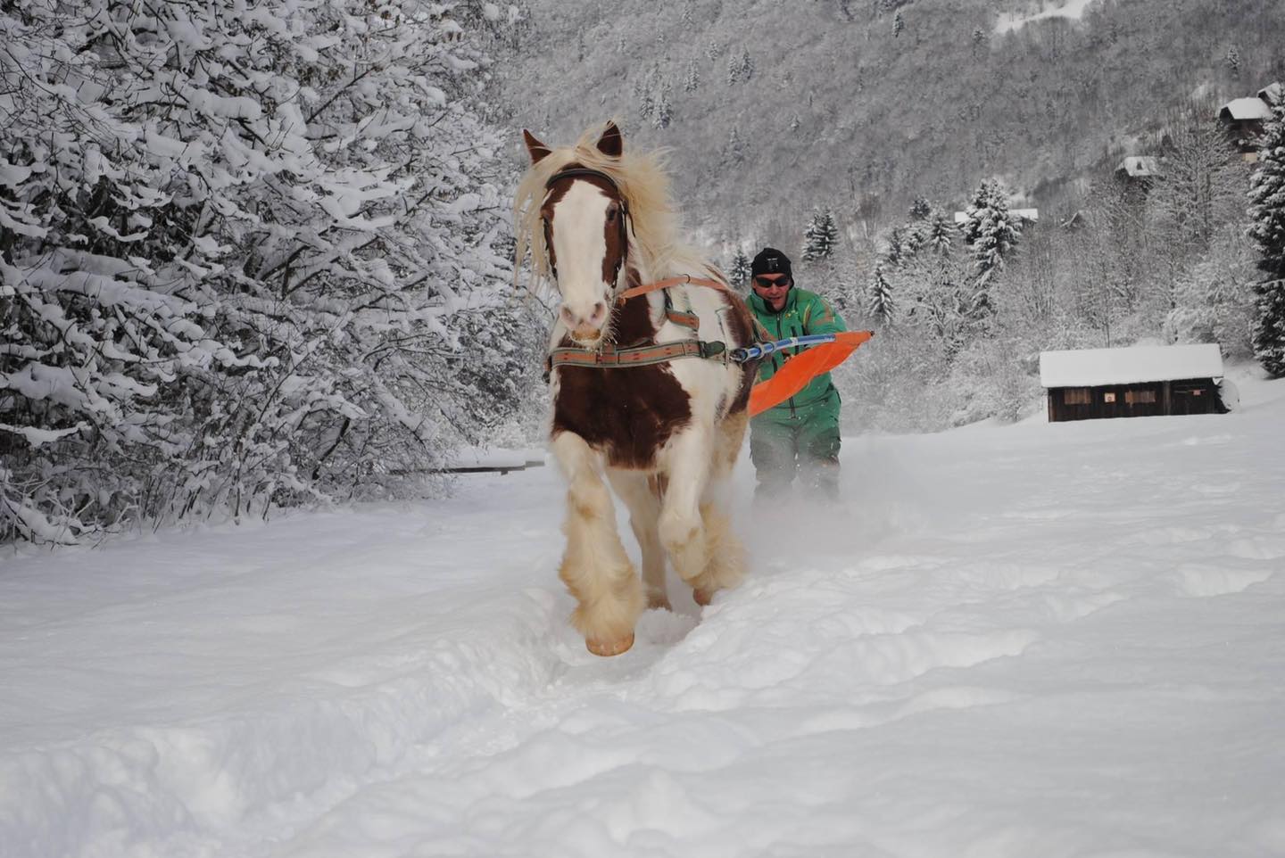 Skijoring; ski joering