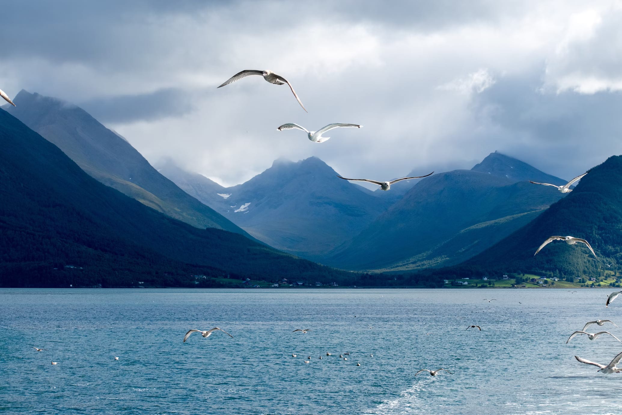 Die Tierwelt von Tromsø