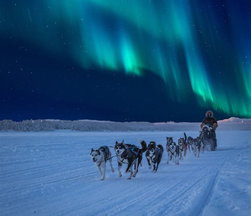 Dog Sledding with Northern Lights Experience in Gratangen near Narvik