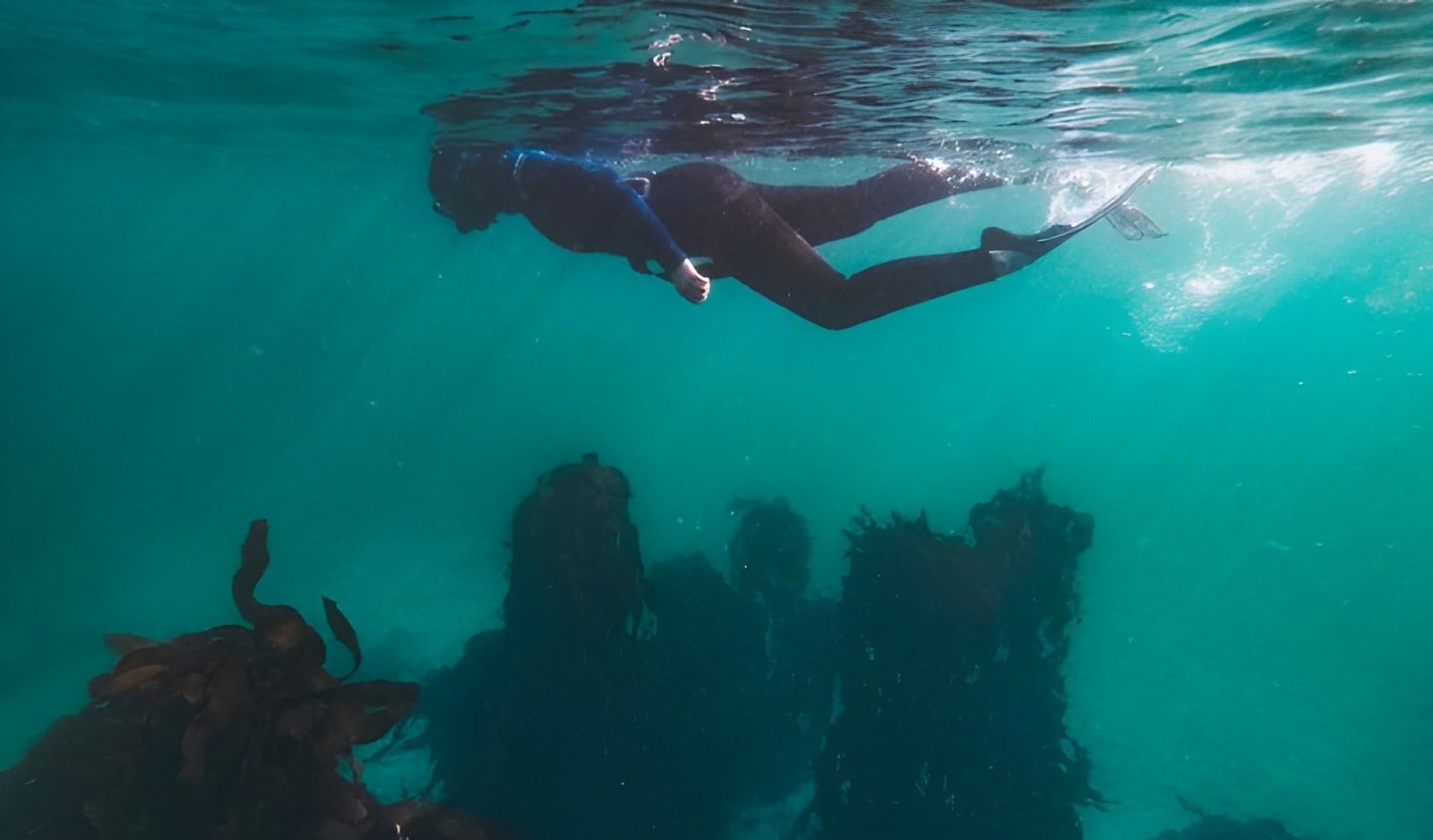 Excursión guiada de snorkel por False Bay con biólogos marinos de Simon's Town