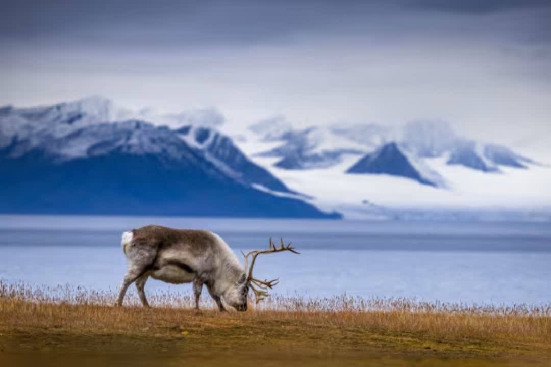 Wildlife Photo Safari from Longyearbyen in Svalbard