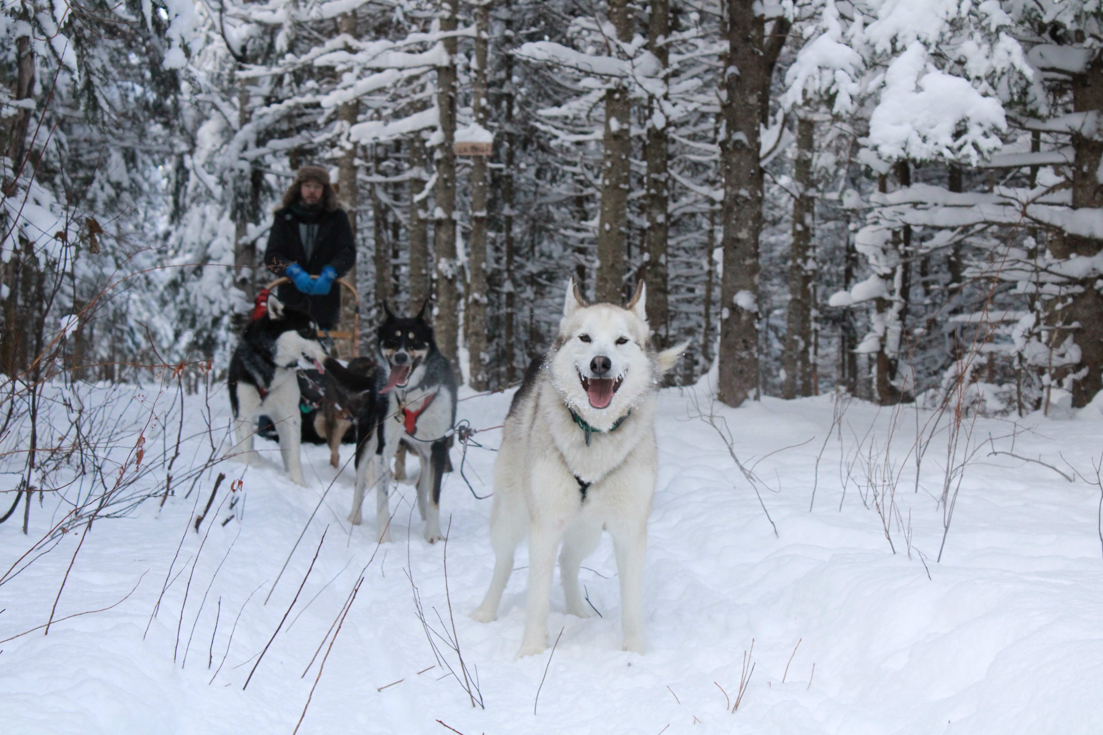 dog sledding in Charlevoix
