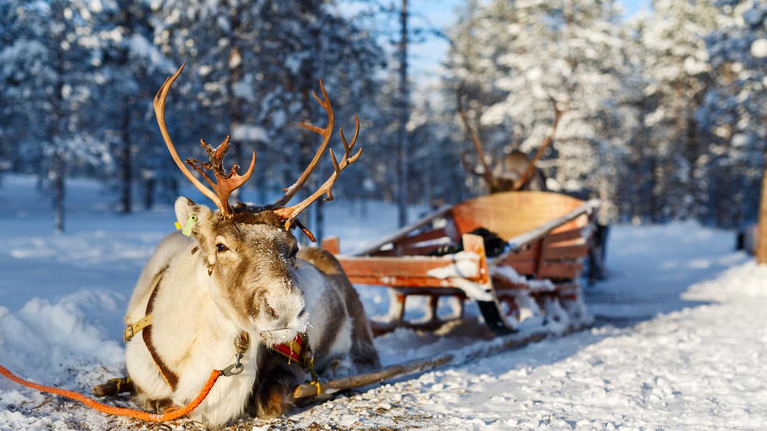 Reindeer sledding in Levi