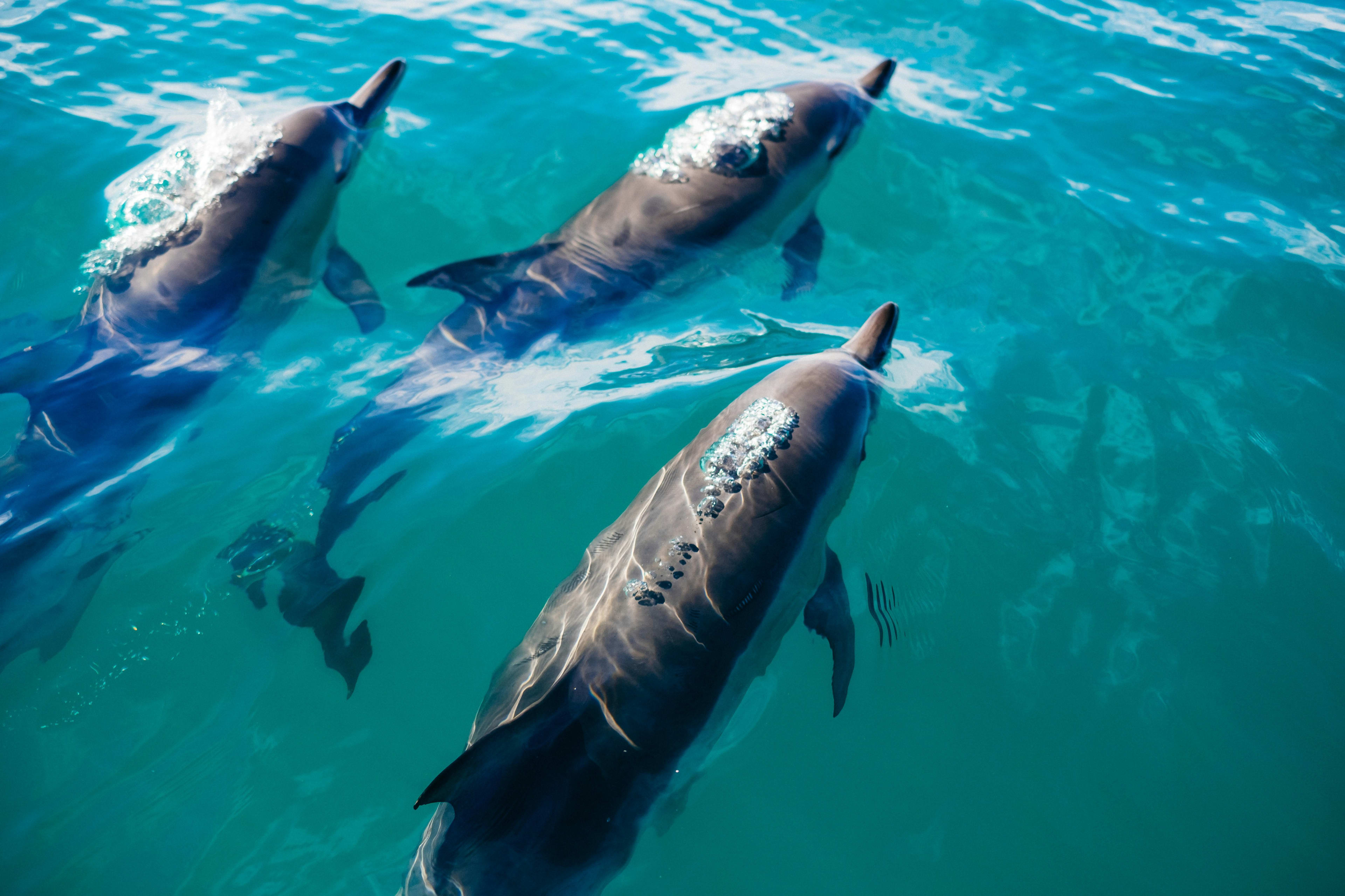 Delfinbeobachtung bei Sonnenuntergang in Giardini Naxos, Taormina