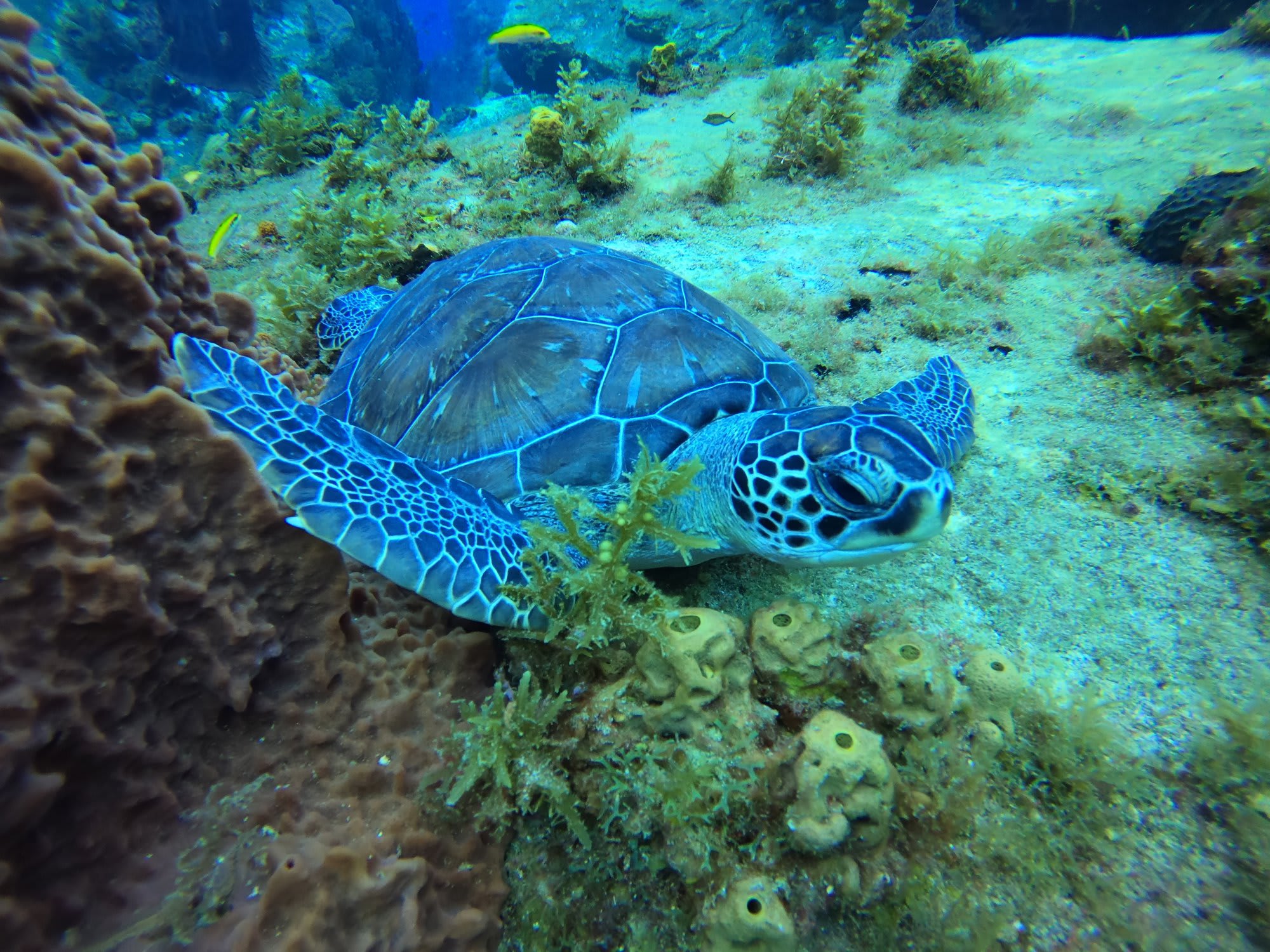 tortuga verde