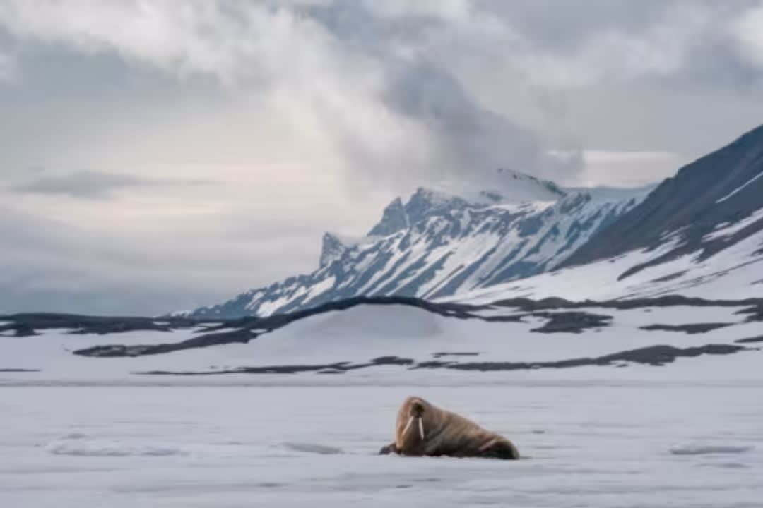 Speed Boat Trip to a Walrus Colony in Svalbard