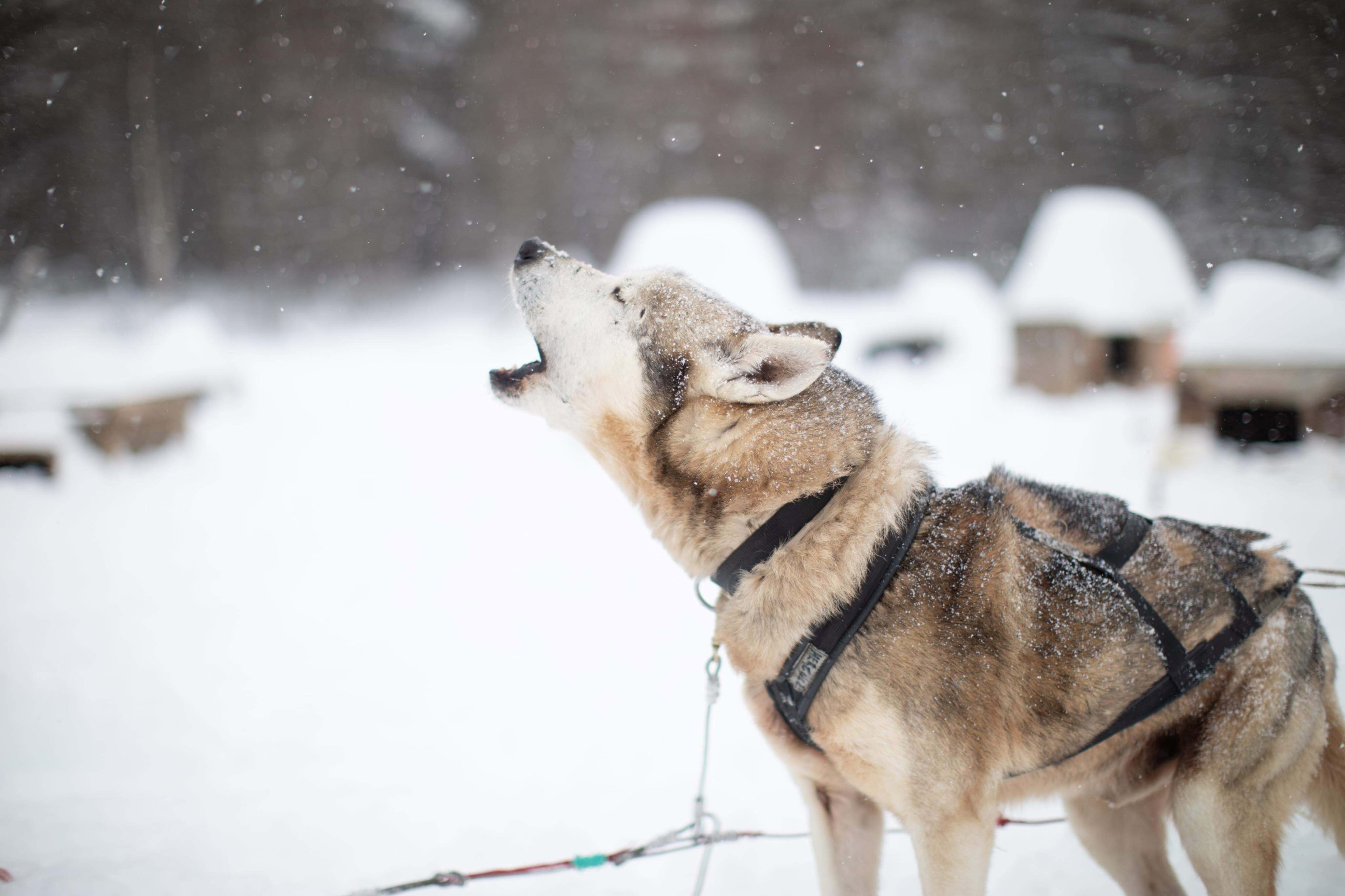 Husky sled dog