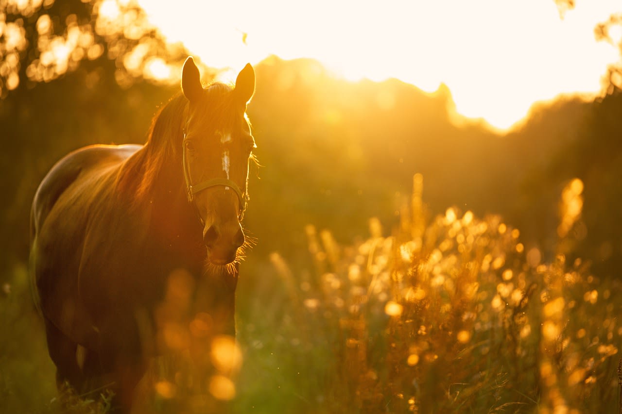 Pferd bei Sonnenuntergang
