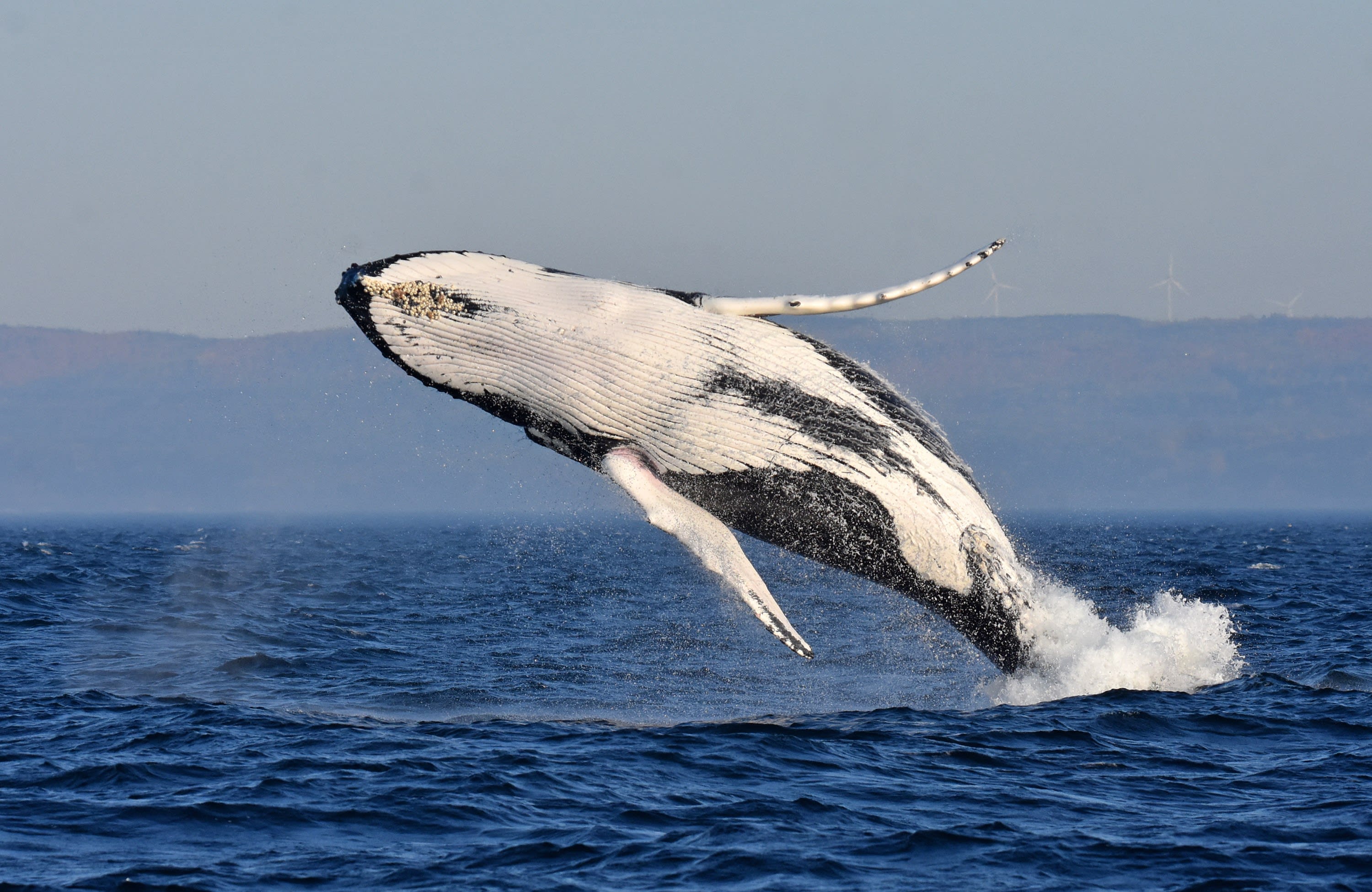 Jumping whale