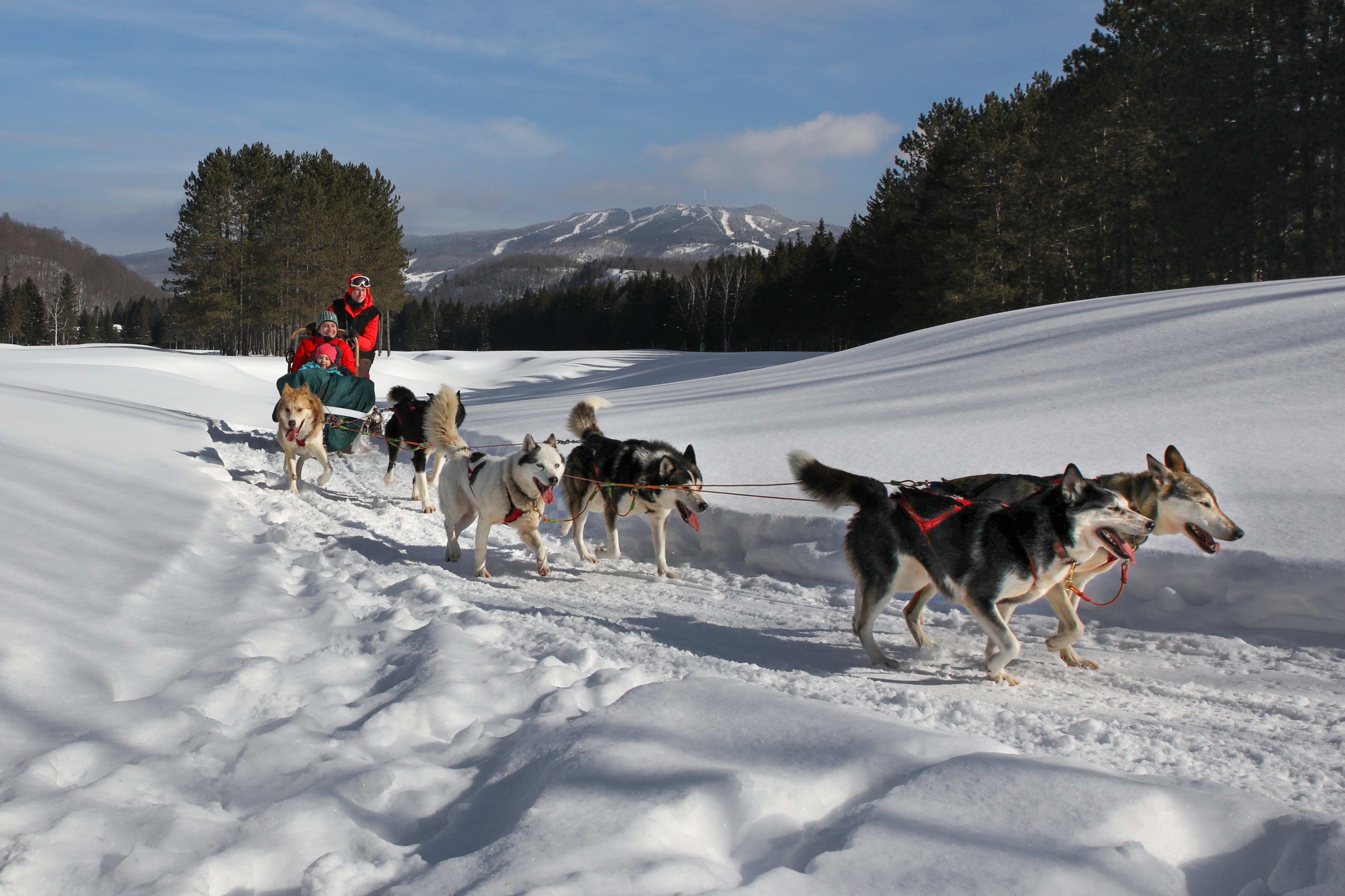 dog sledding at Mont-Tremblant