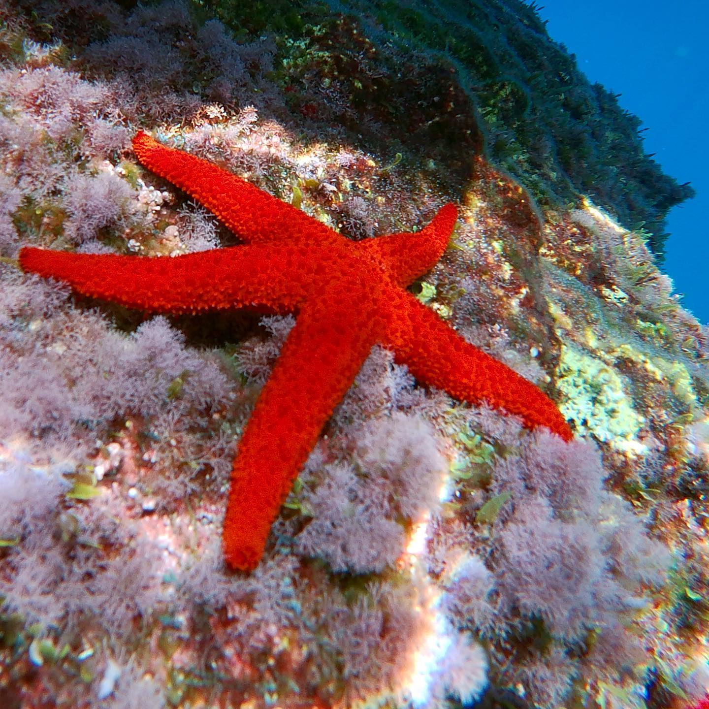 Snorkelling in Taormina