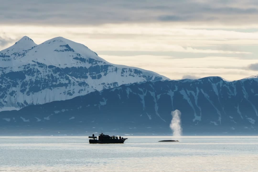 Nature and Wildlife Boat Tour in Svalbard