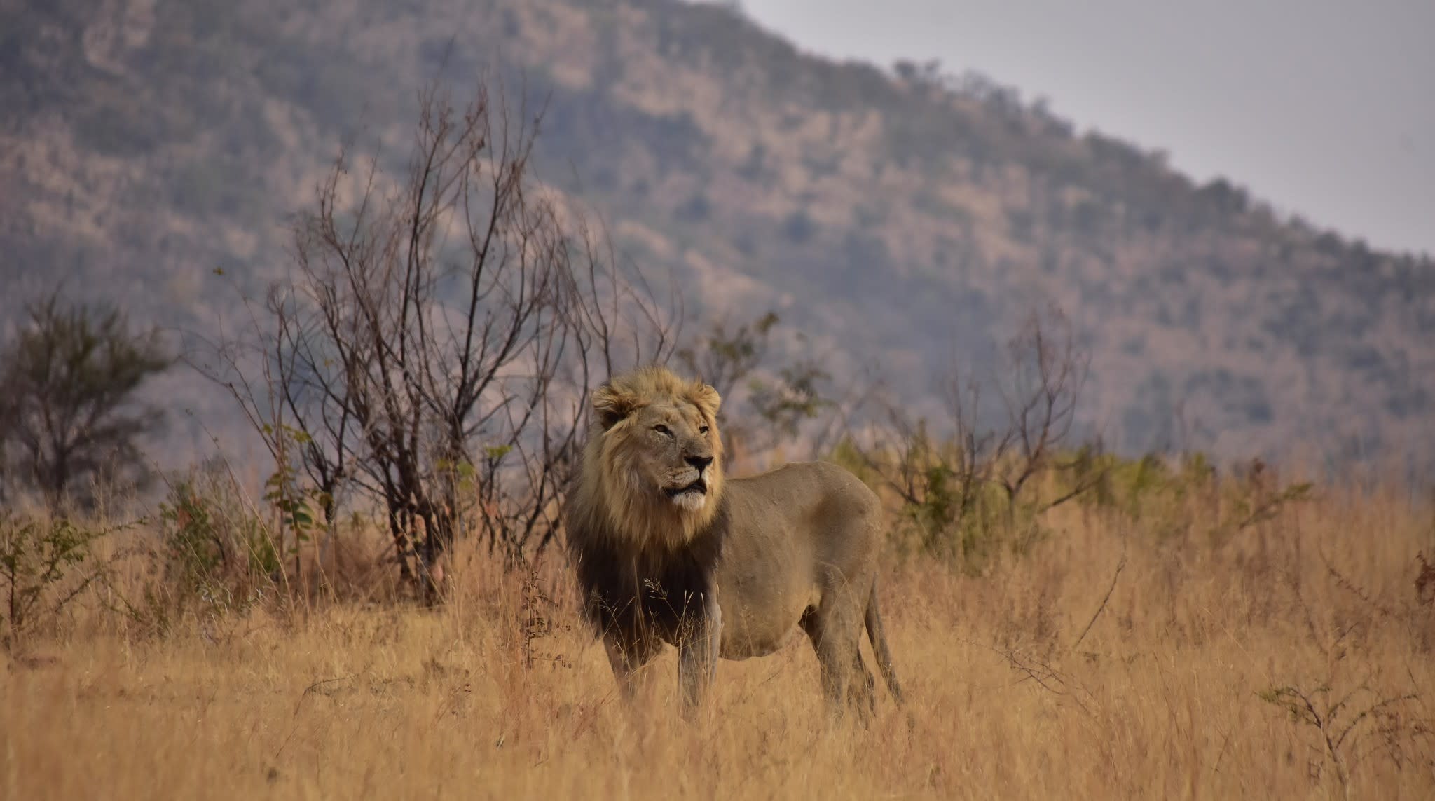 Pilanesberg-Nationalpark