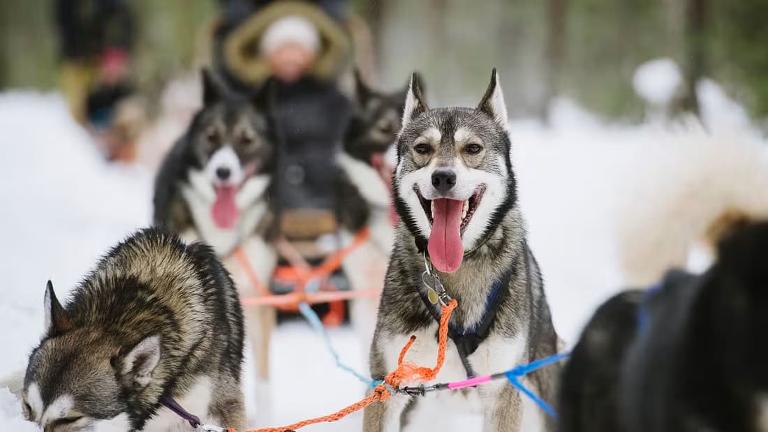 Dog sledding in Levi