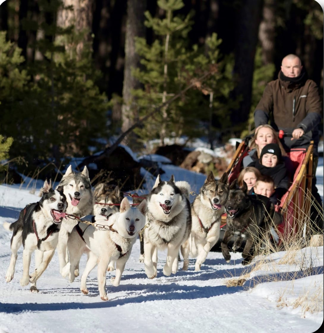 Hundeschlittenfahrt; Mushing