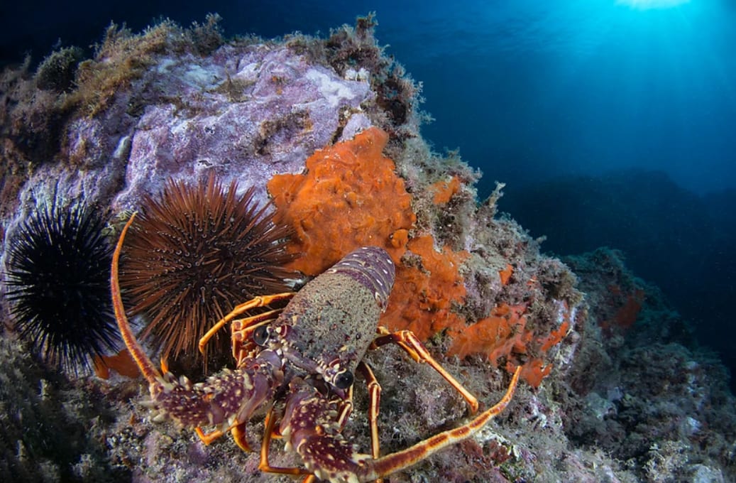 Descubre el submarinismo en Riomaggiore