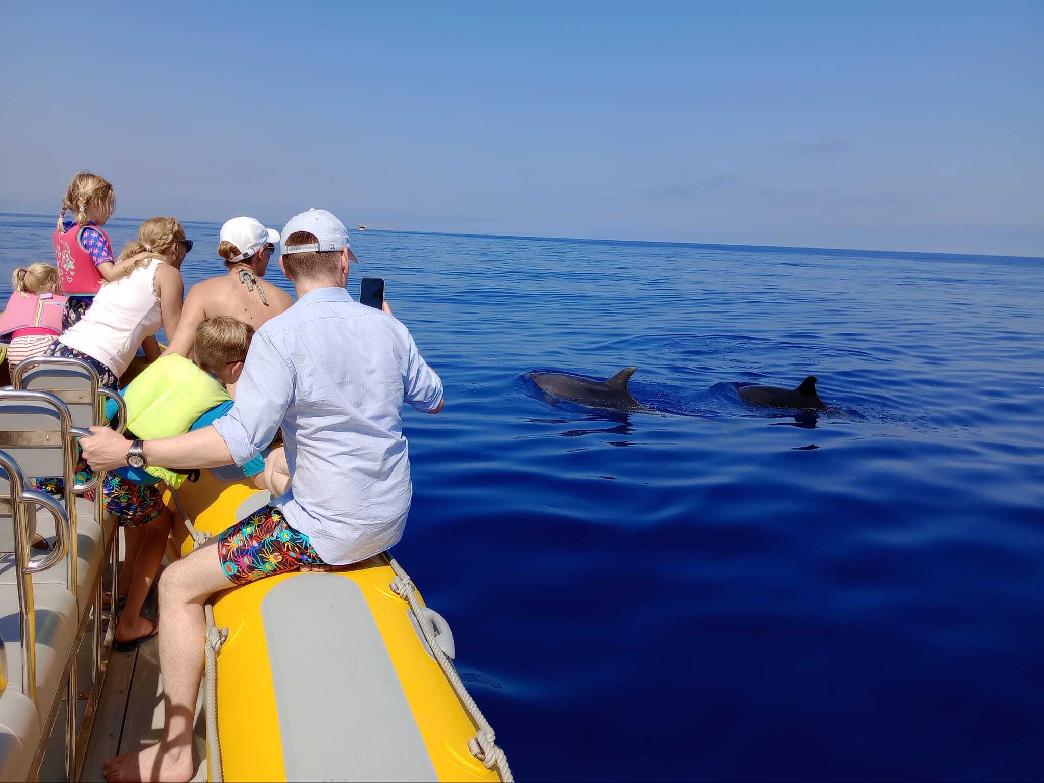 Dolphin watching Boat Tour in the Bay of Alcúdia from Can Picafort, Mallorca