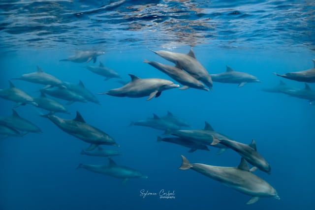 Excursion dauphins et baleines à Saint-Gilles