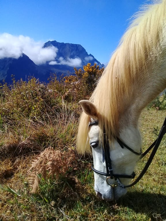 Balade à cheval découverte au Piton Maïdo (La Réunion) - Image 2