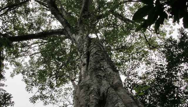 Randonnée aux Makes le long des remparts de Cilaos - Image 3