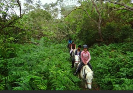 Balade à cheval découverte au Piton Maïdo (La Réunion)