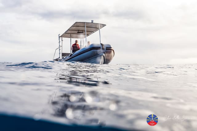 Observation des dauphins et baleines à Saint-Gilles-les-Bains