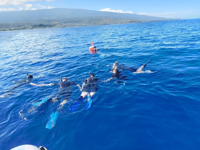 Snorkeling et nage avec les dauphins et baleines (Saint‑Gilles) - Image 2