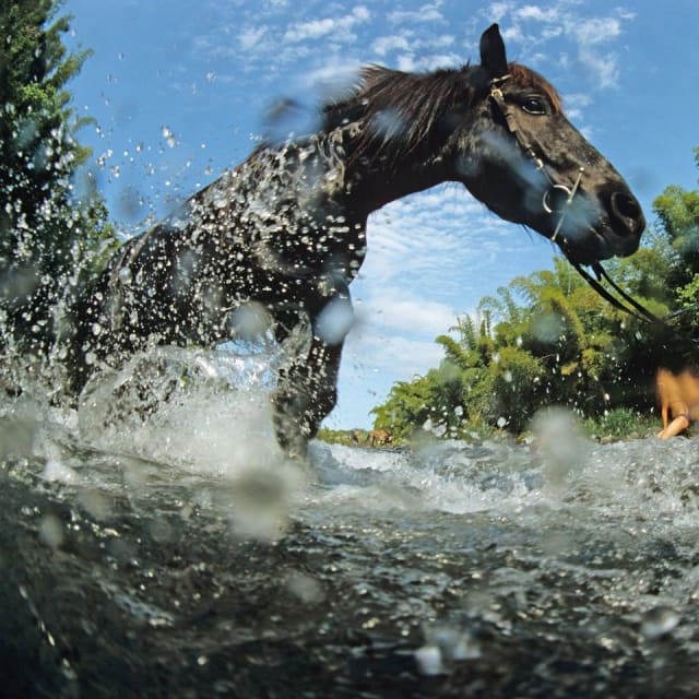 Randonnée à cheval au Grand Étang (La Réunion) - Image 3