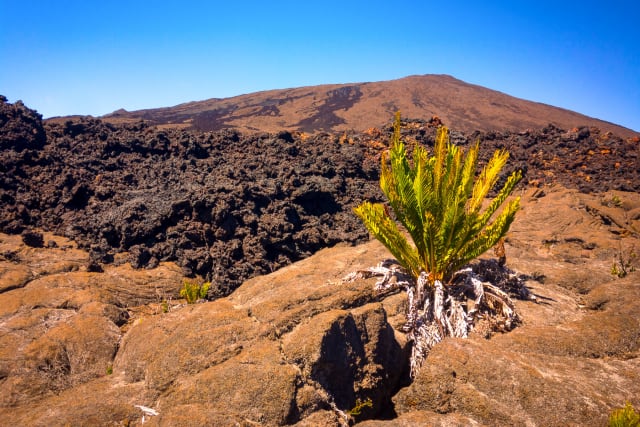 Randonnée sportive hors sentiers sur le Piton de la Fournaise - Image 2