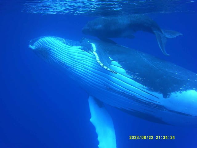 Snorkeling et nage avec les dauphins et baleines (Saint‑Gilles) - Image 3
