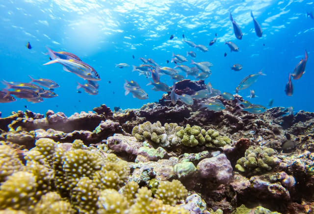 Snorkeling dans la Baie de Saint‑Leu (La Réunion) - Image 3