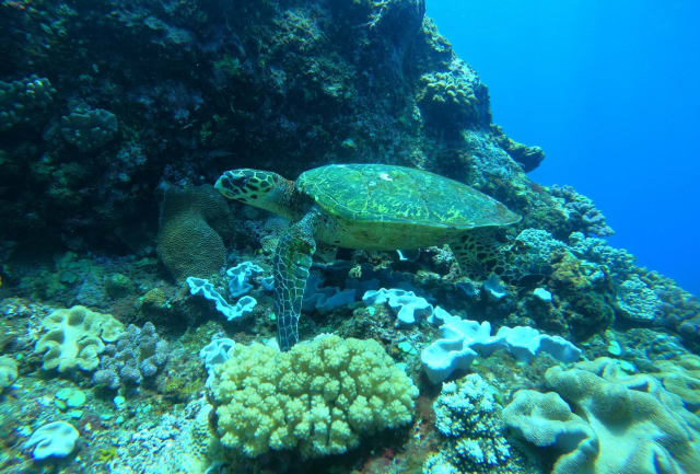 Baptême de plongée dans la Baie de Saint‑Leu (La Réunion) - Image 2