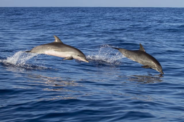Excursion en catamaran et observation des dauphins aux Anses-d'Arlet