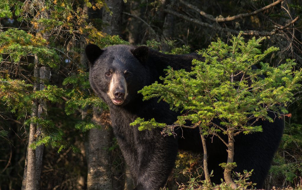 Black bear sighting near Tadoussac | Manawa