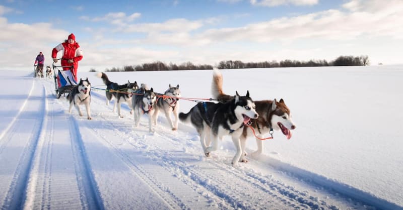 Husky and sled shop