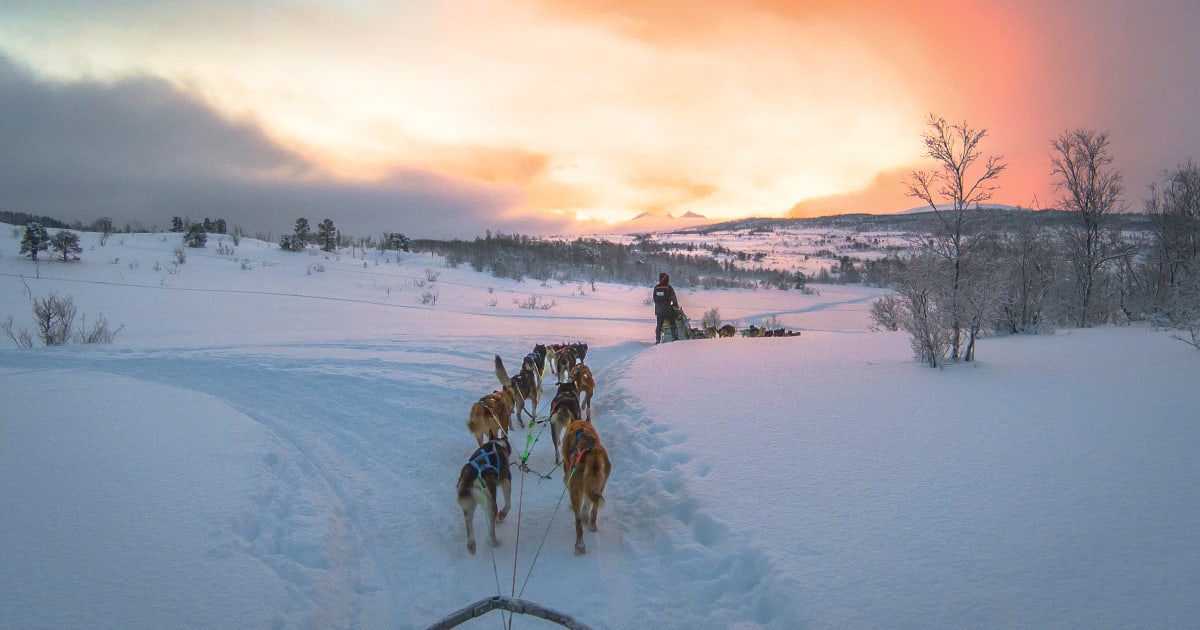 5 Best Dog Sledding Movies Ever Made Manawa