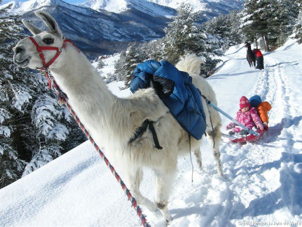 Lama-luge dans les montagnes