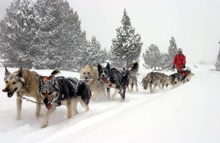 Dog sledding in Andorra