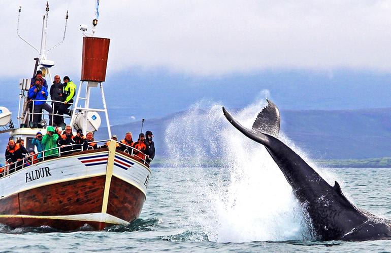 Avistamiento de ballenas en Húsavík