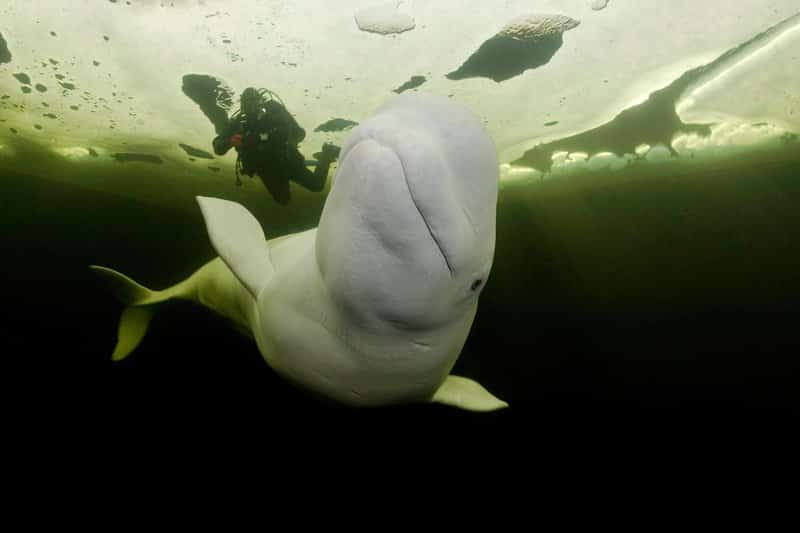 Taucher mit Beluga-Walen, Delphinapterus leucas, die unter dem Eis schwimmen, Arctic Circle Dive Center, Weißes Meer, Karelien, Nordrussland