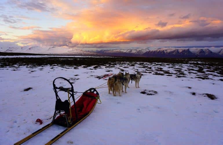 Trineos tirados por perros en Akureyri