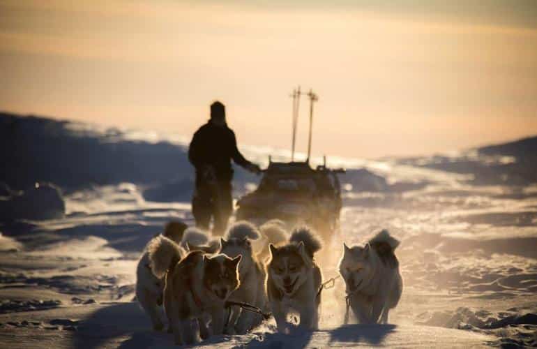 Dog Sledding in Svalbard