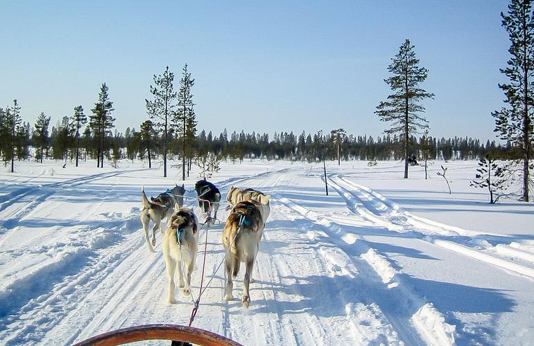 Hundeschlittenfahrten in Rovaniemi