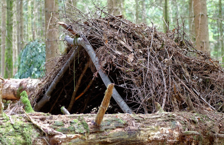 cabane bois stage de survie