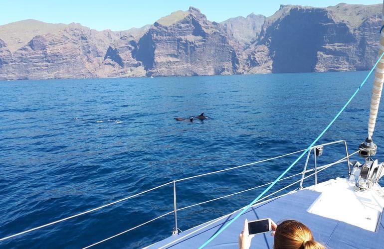 Whale watching excursions from Los Gigantes