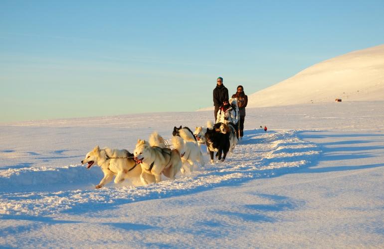 Dogsledding Iceland