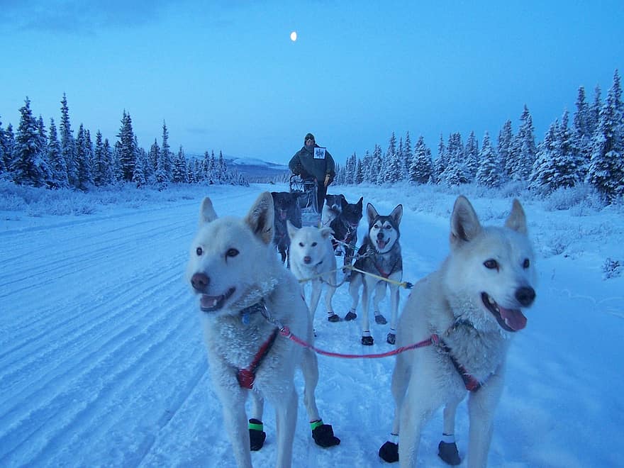 trineos tirados por perros por la noche